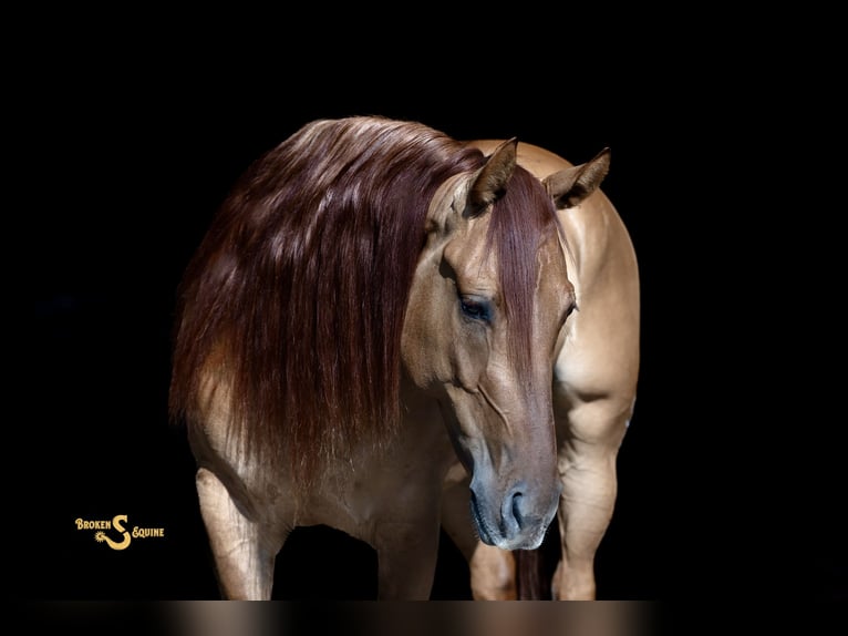 American Quarter Horse Ruin 4 Jaar 150 cm Red Dun in Bogard, MO