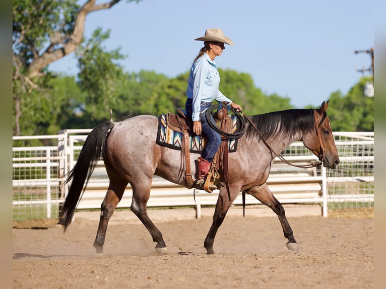 American Quarter Horse Ruin 4 Jaar 150 cm Roan-Bay in Kirtland