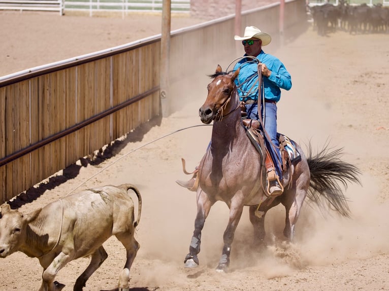 American Quarter Horse Ruin 4 Jaar 150 cm Roan-Bay in Kirtland