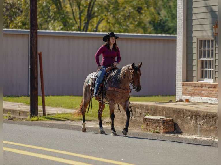 American Quarter Horse Ruin 4 Jaar 150 cm Roan-Bay in Rusk Tx