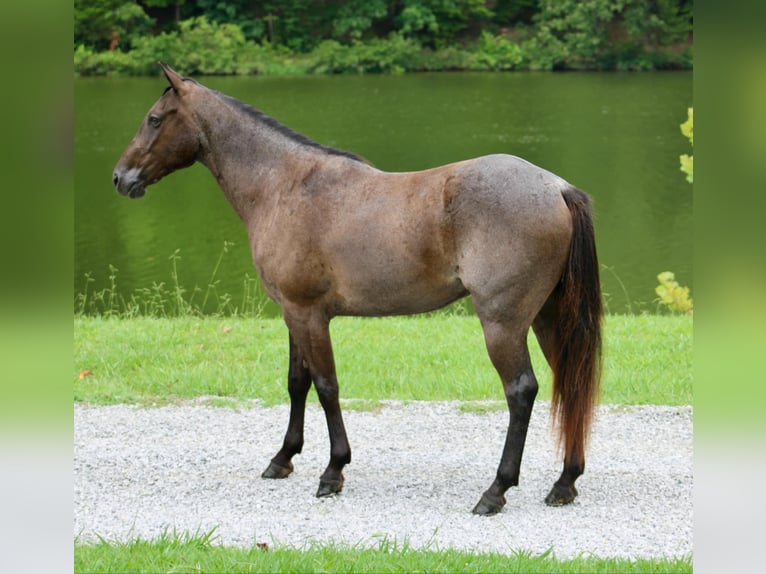 American Quarter Horse Ruin 4 Jaar 150 cm Roan-Blue in Tompkinsville