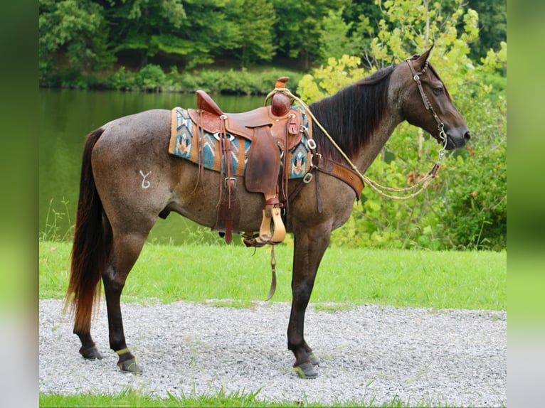 American Quarter Horse Ruin 4 Jaar 150 cm Roan-Blue in Tompkinsville