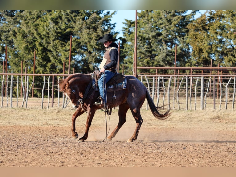 American Quarter Horse Ruin 4 Jaar 150 cm Roan-Red in Ripley