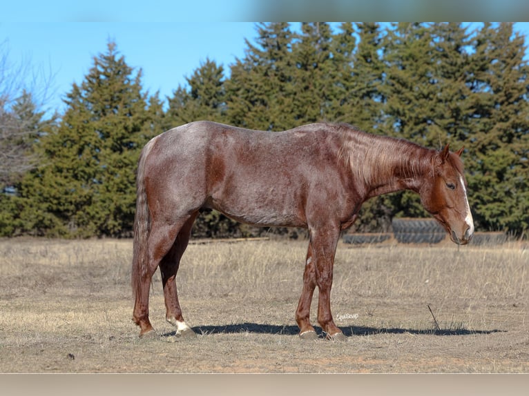 American Quarter Horse Ruin 4 Jaar 150 cm Roan-Red in Ripley