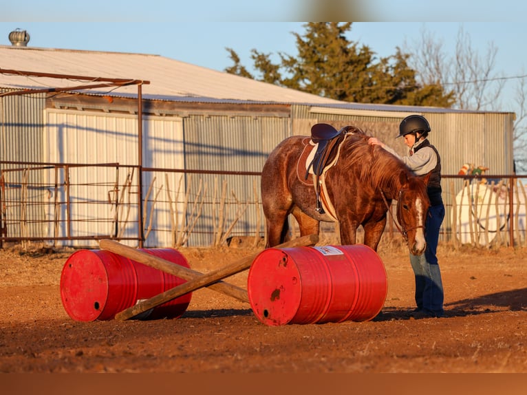 American Quarter Horse Ruin 4 Jaar 150 cm Roan-Red in Ripley