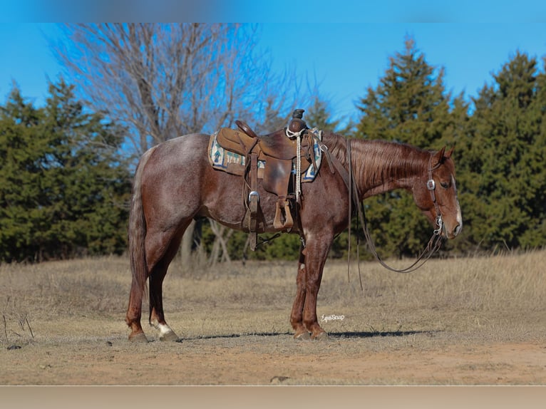 American Quarter Horse Ruin 4 Jaar 150 cm Roan-Red in Ripley