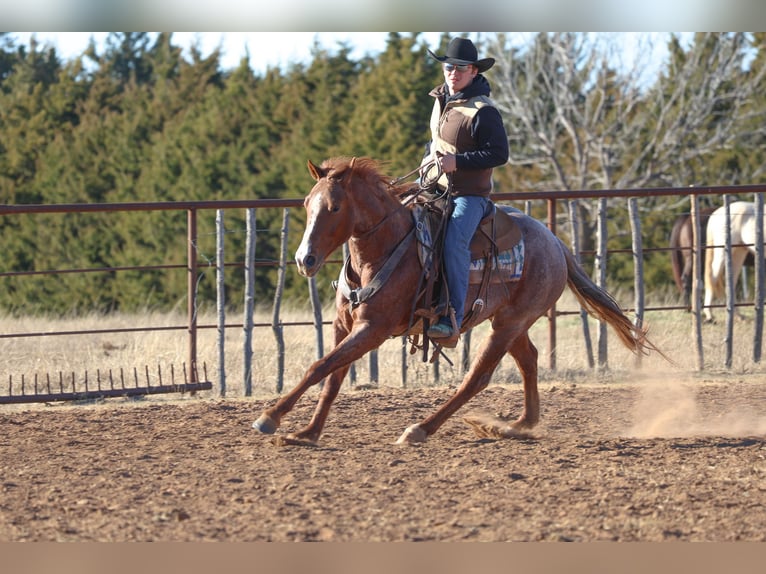 American Quarter Horse Ruin 4 Jaar 150 cm Roan-Red in Ripley