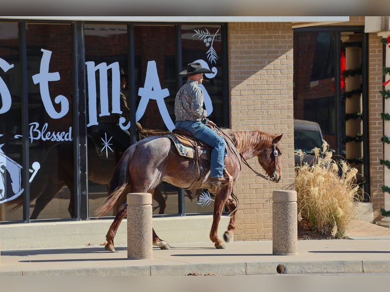 American Quarter Horse Ruin 4 Jaar 150 cm Roan-Red in Ripley