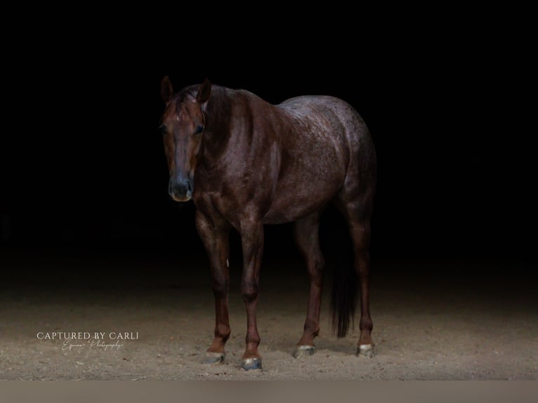 American Quarter Horse Ruin 4 Jaar 150 cm Roan-Red in Lewistown