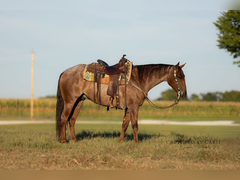 American Quarter Horse Ruin 4 Jaar 150 cm Roan-Red in Lewistown