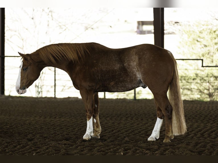 American Quarter Horse Ruin 4 Jaar 150 cm Roan-Red in Morrilton