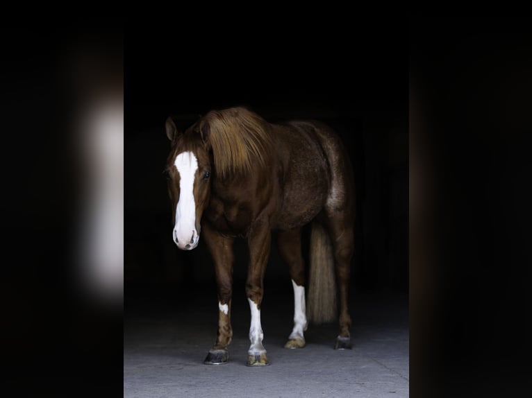 American Quarter Horse Ruin 4 Jaar 150 cm Roan-Red in Morrilton