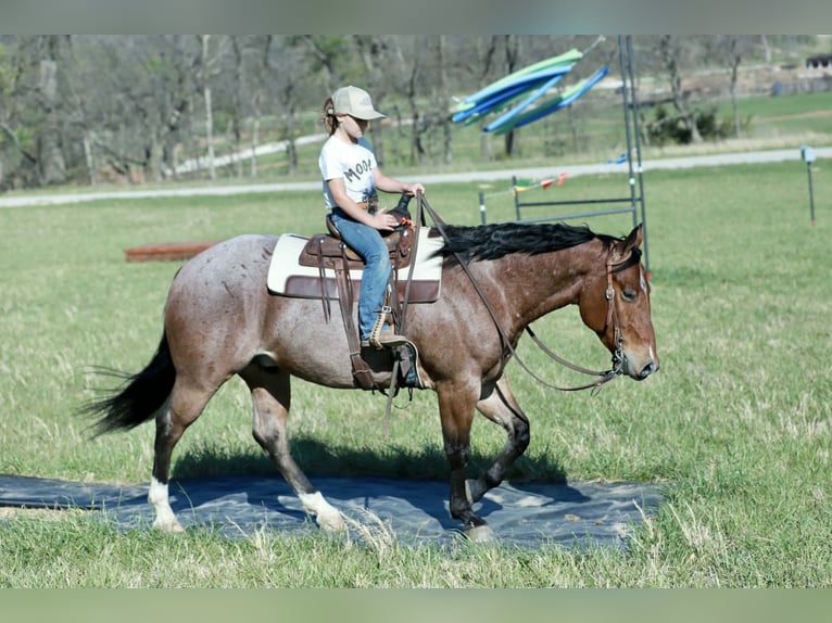 American Quarter Horse Ruin 4 Jaar 150 cm Roan-Red in Mount Vernon