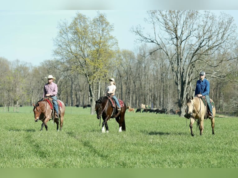 American Quarter Horse Ruin 4 Jaar 150 cm Roan-Red in Mount Vernon
