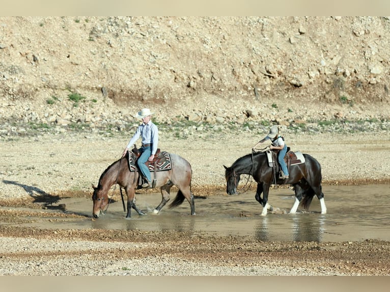 American Quarter Horse Ruin 4 Jaar 150 cm Roan-Red in Mount Vernon