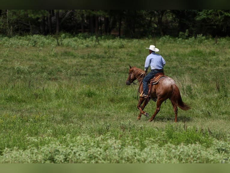 American Quarter Horse Ruin 4 Jaar 150 cm Roan-Red in Troup, TX