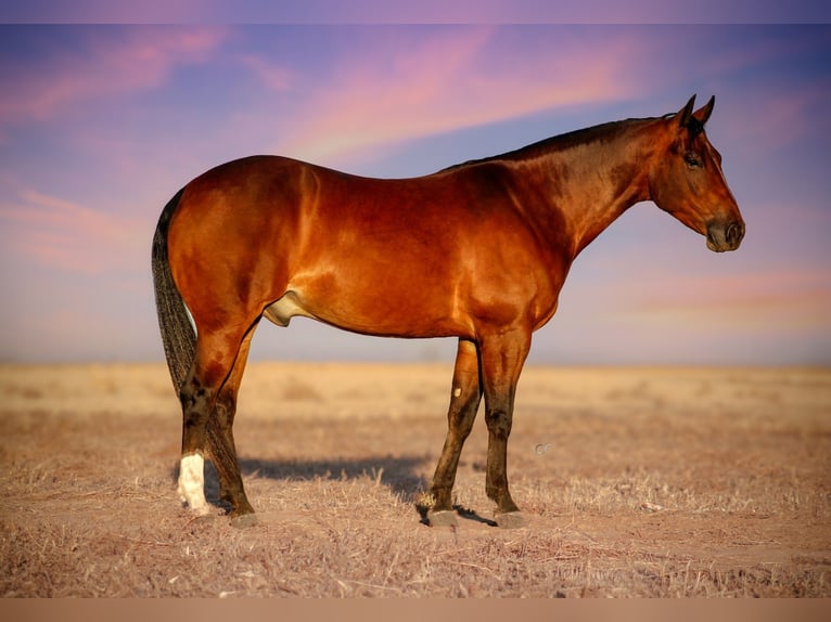 American Quarter Horse Ruin 4 Jaar 150 cm Roodbruin in Amarillo