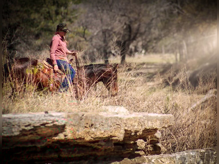 American Quarter Horse Ruin 4 Jaar 150 cm Roodbruin in Amarillo