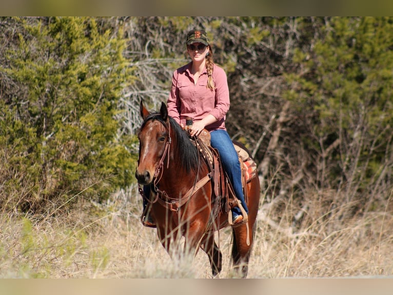 American Quarter Horse Ruin 4 Jaar 150 cm Roodbruin in Amarillo