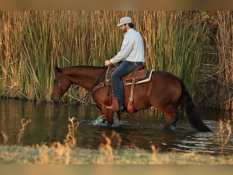 American Quarter Horse Ruin 4 Jaar 150 cm Roodbruin in Morrilton