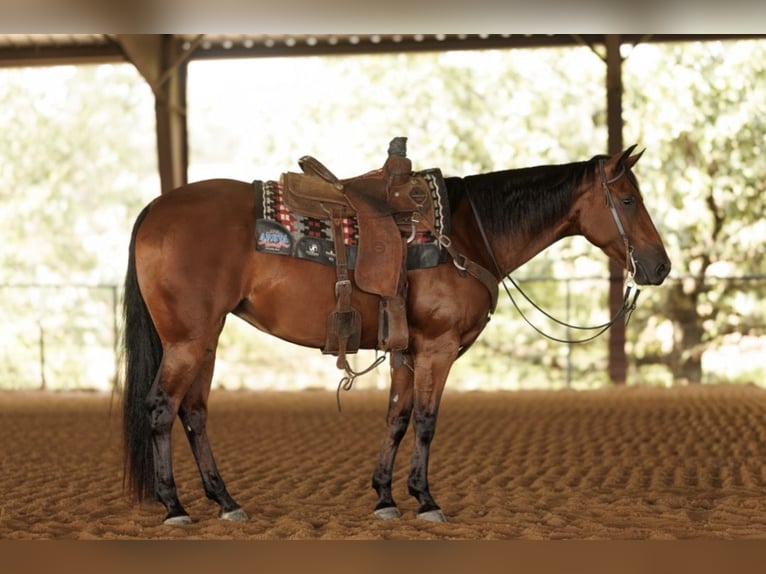 American Quarter Horse Ruin 4 Jaar 150 cm Roodbruin in Morrilton