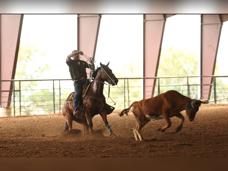 American Quarter Horse Ruin 4 Jaar 150 cm Roodbruin in Morrilton