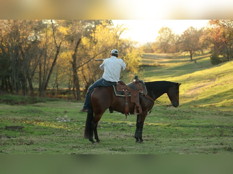 American Quarter Horse Ruin 4 Jaar 150 cm Roodbruin in Morrilton