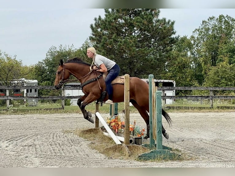 American Quarter Horse Ruin 4 Jaar 150 cm Roodbruin in New Holland