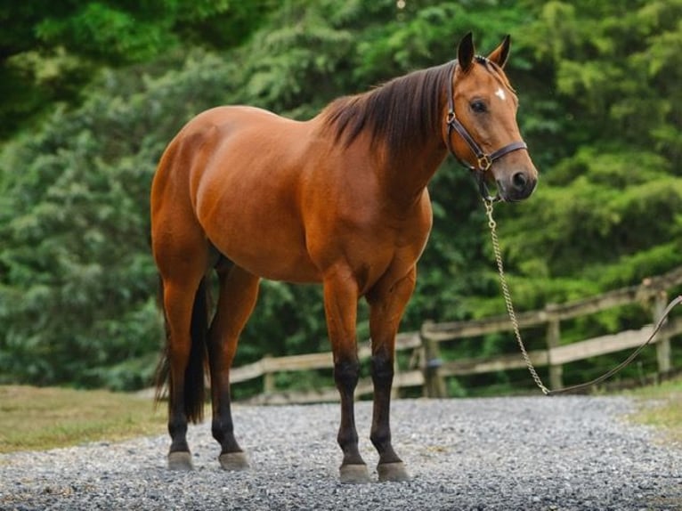 American Quarter Horse Ruin 4 Jaar 150 cm Roodbruin in New Holland
