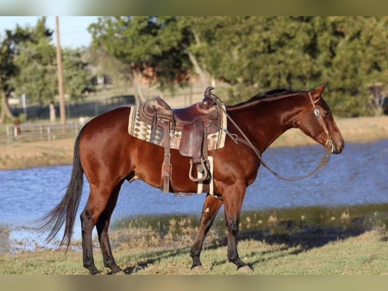 American Quarter Horse Ruin 4 Jaar 150 cm Roodbruin in Joshua, TX