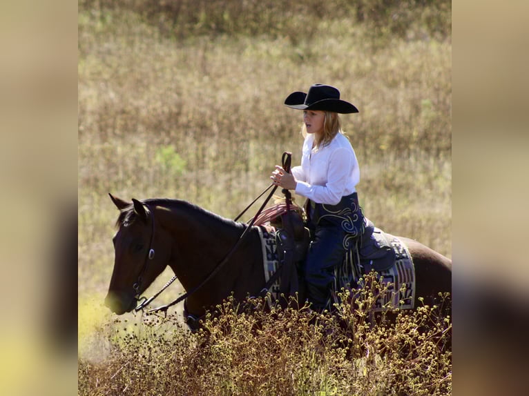 American Quarter Horse Ruin 4 Jaar 150 cm Roodbruin in Borden