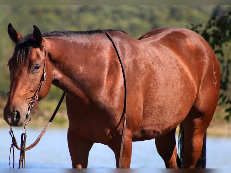 American Quarter Horse Ruin 4 Jaar 150 cm Roodbruin in Borden