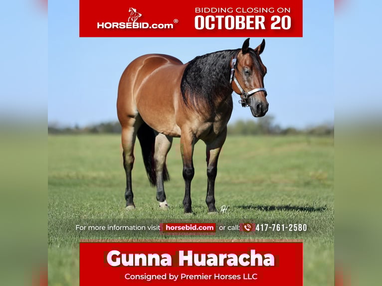 American Quarter Horse Ruin 4 Jaar 150 cm Roodbruin in Buffalo, MO