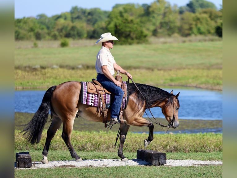 American Quarter Horse Ruin 4 Jaar 150 cm Roodbruin in Buffalo, MO