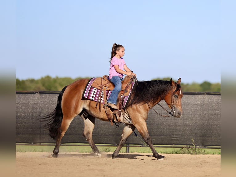 American Quarter Horse Ruin 4 Jaar 150 cm Roodbruin in Buffalo, MO