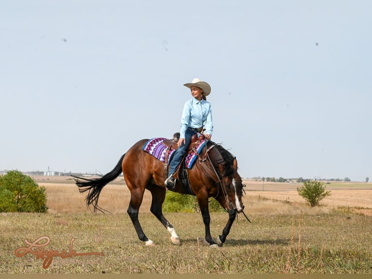 American Quarter Horse Ruin 4 Jaar 150 cm Roodbruin in Canistota, SD