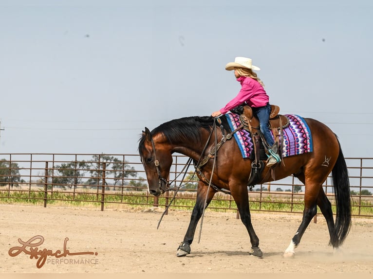 American Quarter Horse Ruin 4 Jaar 150 cm Roodbruin in Canistota, SD