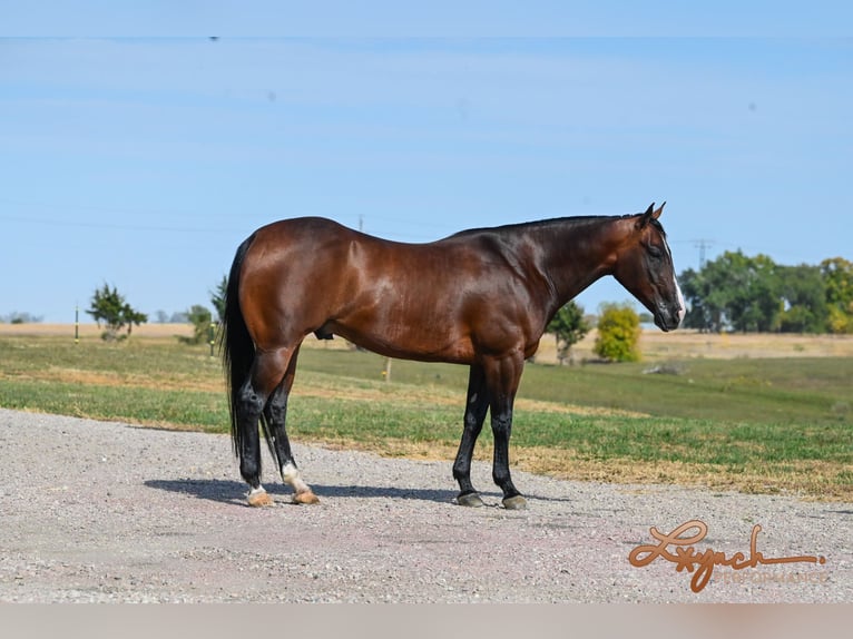 American Quarter Horse Ruin 4 Jaar 150 cm Roodbruin in Canistota, SD