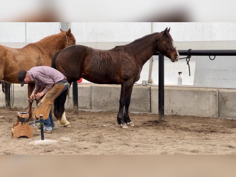 American Quarter Horse Ruin 4 Jaar 150 cm Roodbruin in Saint Anthony