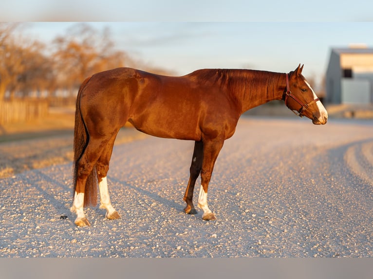 American Quarter Horse Ruin 4 Jaar 150 cm Roodvos in Weatherford