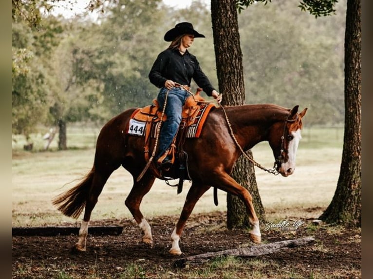 American Quarter Horse Ruin 4 Jaar 150 cm Roodvos in Gainesville American Quarter Horse Ruin 4 Jaar 150 cm Roodvos in Gainesville