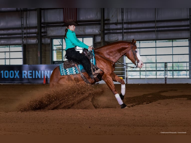 American Quarter Horse Ruin 4 Jaar 150 cm Roodvos in Gainesville American Quarter Horse Ruin 4 Jaar 150 cm Roodvos in Gainesville