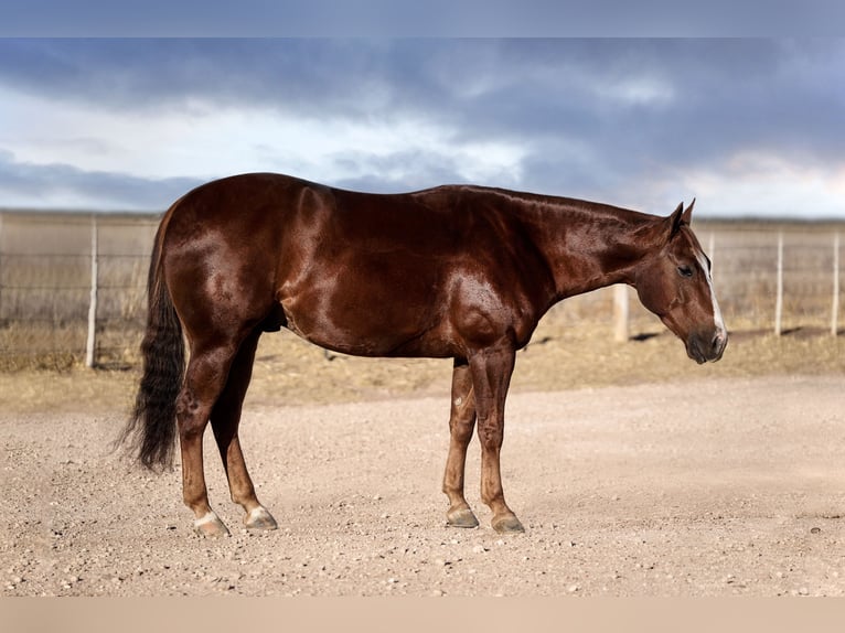 American Quarter Horse Ruin 4 Jaar 150 cm Roodvos in Amarillo