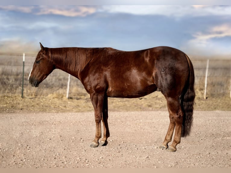American Quarter Horse Ruin 4 Jaar 150 cm Roodvos in Amarillo
