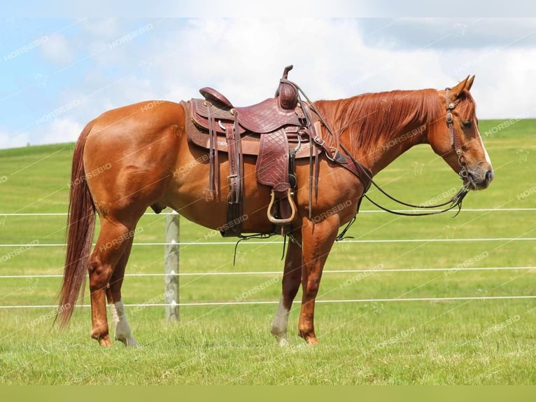 American Quarter Horse Ruin 4 Jaar 150 cm Roodvos in Clarion