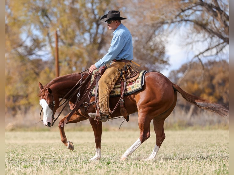 American Quarter Horse Ruin 4 Jaar 150 cm Roodvos in Belen