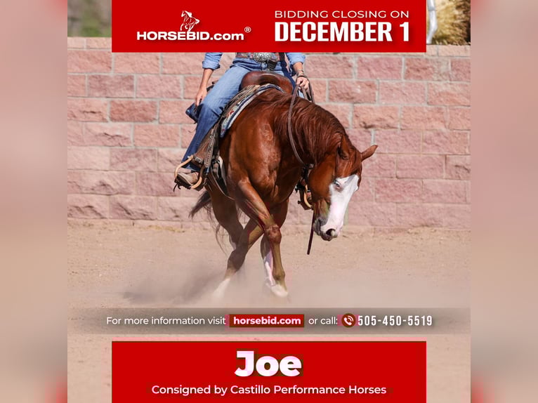 American Quarter Horse Ruin 4 Jaar 150 cm Roodvos in Belen