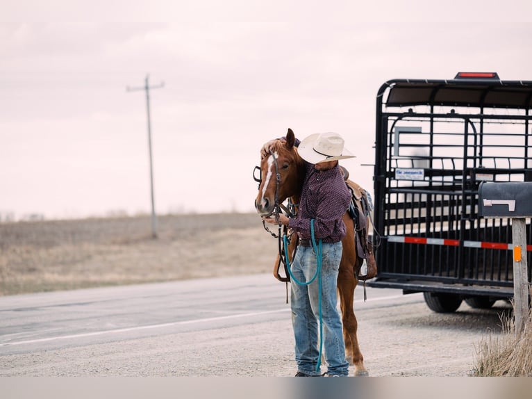 American Quarter Horse Ruin 4 Jaar 150 cm Roodvos in Decorah