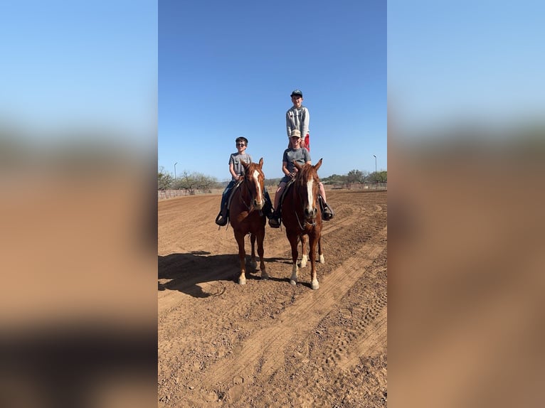 American Quarter Horse Ruin 4 Jaar 150 cm Roodvos in Decorah