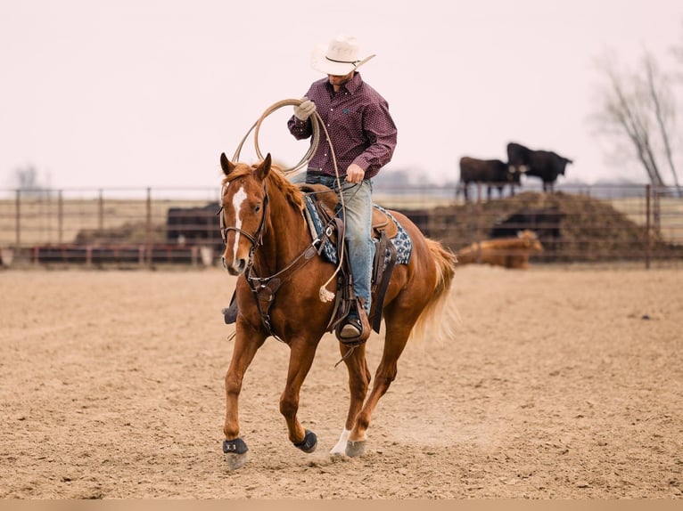 American Quarter Horse Ruin 4 Jaar 150 cm Roodvos in Decorah